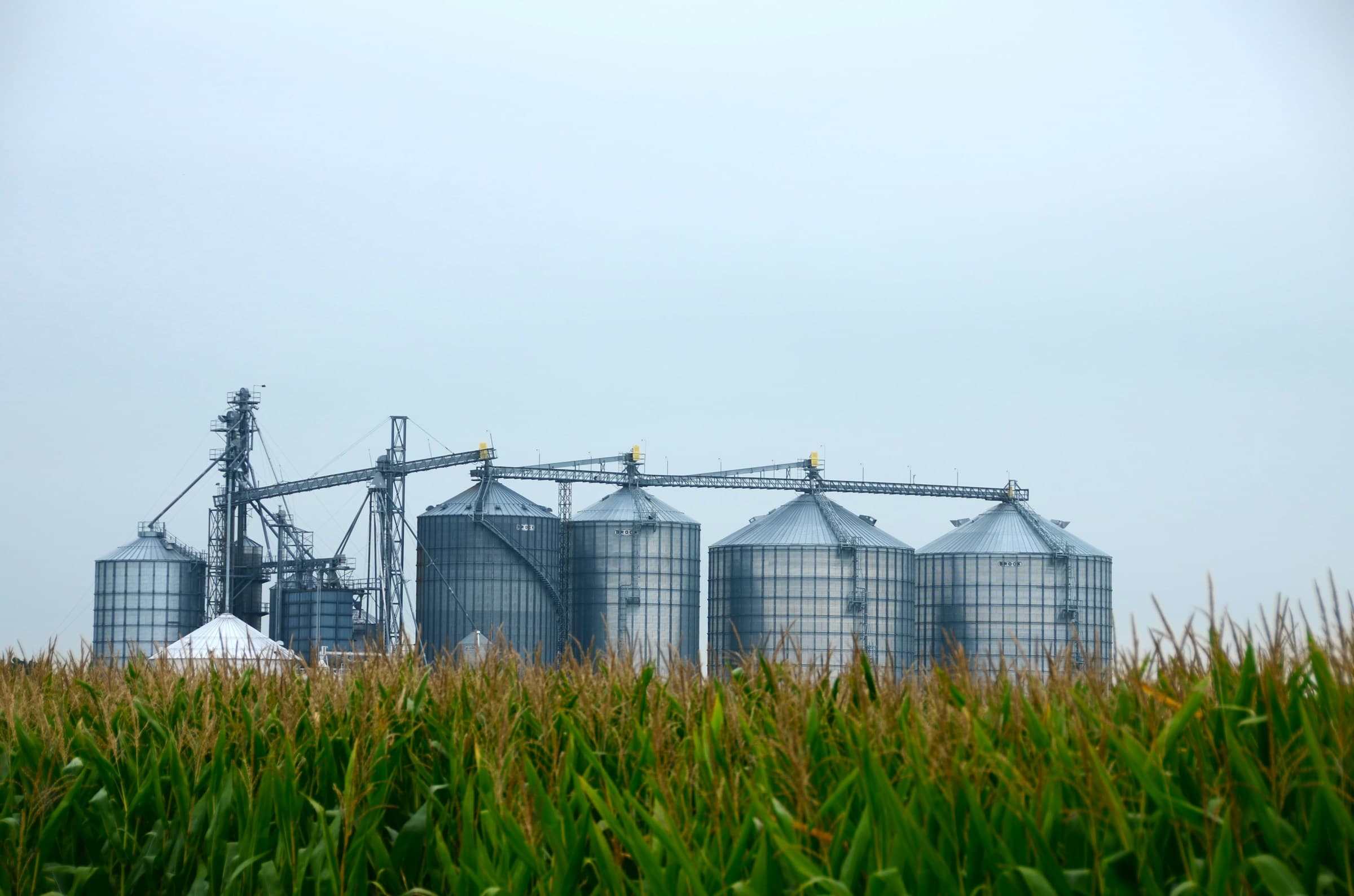 Silos metálicos e esteiras de recebimento atrás de uma lavoura de milho