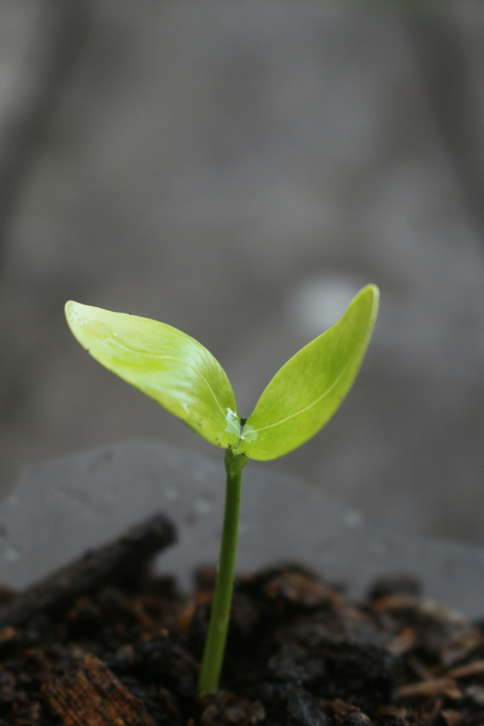 Muda verde brotando em solo escuro